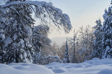 Winter forest with snow-covered fir trees high in the mountains. Sunny February day in the spruce forest. The trees are covered with snow to the top of their heads.