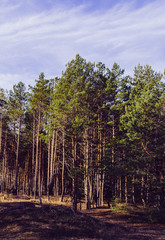 The pine forest. Spring coniferous forest.