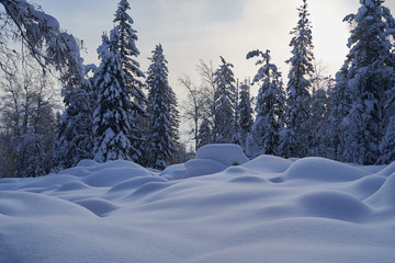 Winter forest with snow-covered fir trees high in the mountains. Sunny February day in the spruce forest. The trees are covered with snow to the top of their heads.