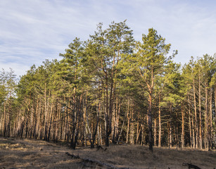 The pine forest. Spring coniferous forest.