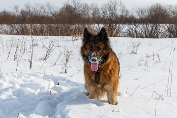 German shepherd dog stands in the snow in the field