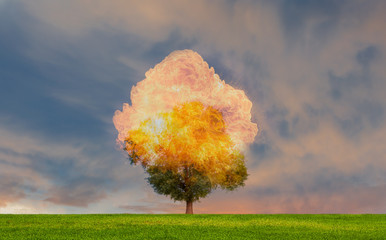Burning Tree on fire at day with stormy sky