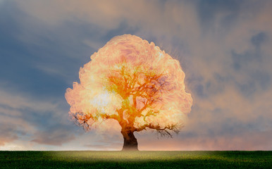 Burning Tree on fire at day with stormy sky