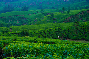 Tea plantations in Munnar, Kerala, India.