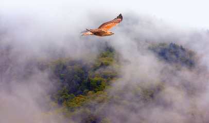 Fog covering on the mountain forest with redtailed hawk