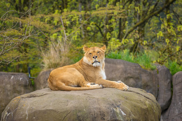 Fototapeta na wymiar Female lion on Rock