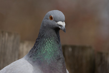 Portrait of pigeon home from close range.(Columba livia domestica) 