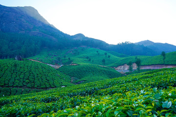 Fototapeta na wymiar Tea plantations in Munnar, Kerala, India.