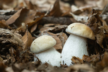 Edible mushroom Boletus edulis