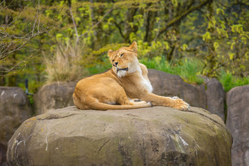 Female lion on Rock