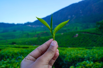 Fresh tea leaves in hand over tea bushes on plantation.