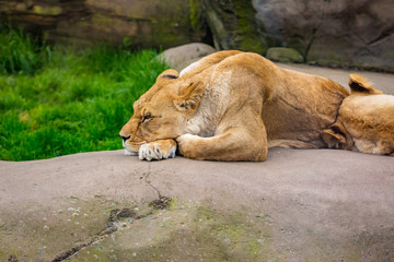 Female lions on Rock in Oregon Zoo