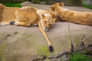 Female lions on Rock