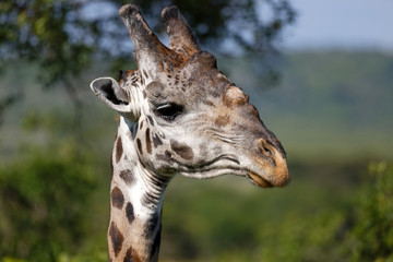 Masai-Giraffe