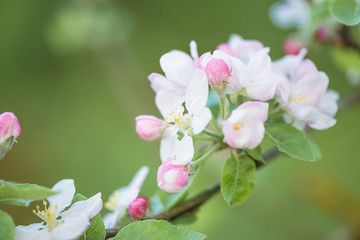 Twig with beautiful apple blossom on green natural background. Close up, selective focus