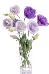 bunch of violet and white eustoma flowers in glass vase isolated on white
