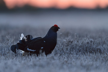 Black grouse at dawn in bog at spring