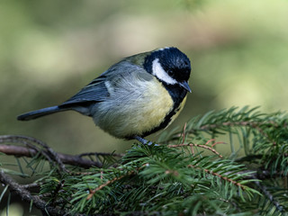 Naklejka premium A Great Tit in the woods close to my home. Meilahti, Helsinki, Finland.