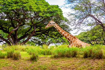 Giraffe Resting in tree shade © pngstudio