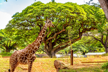 Giraffe Standing under the tree © pngstudio