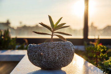succulents in stone pot in sunset