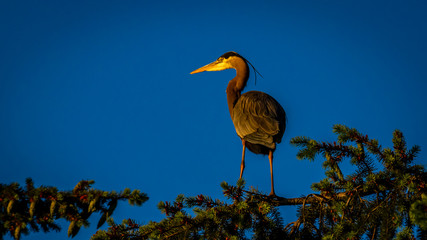 Great Blue Heron perching at tree top