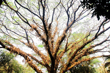 Banyan tree aged over a century 