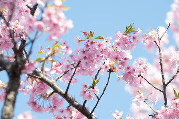 Fototapeta 青空で入学式や卒業式に使いやすい桜のバナー素材4 obraz