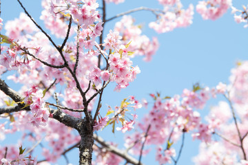 青空で入学式や卒業式に使いやすい桜のバナー素材5