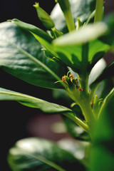 Obraz premium ants colonizing a plant stem