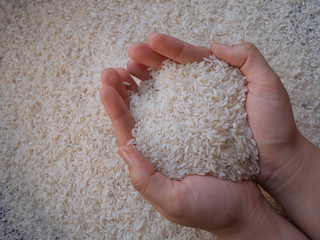 The organic rice in the hand