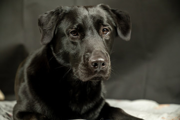 Fototapeta na wymiar portrait of beautiful black labrador