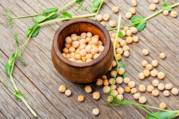 Dry pea and pea sprouts