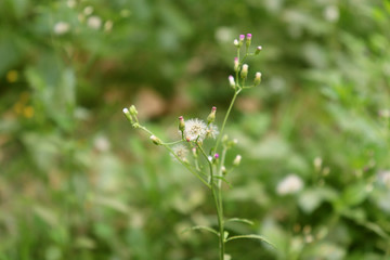 Andrographis paniculata herb closeup nature plant.