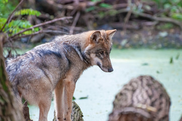 Naklejka na ściany i meble Young wolf at a lake in the woods