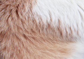 Fur cat skin patterns abstract , white and brown animal texture background