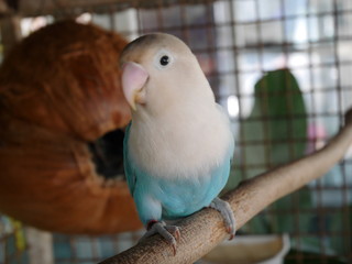 parrot on branch