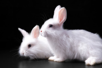 Horizontal photo with a pair of cute tender fluffy snow-white Easter charming rabbits sitting in bright light on a black background