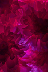 Closeup image of beautiful flowers. Abstraction pattern of artificial flowers in pink.
