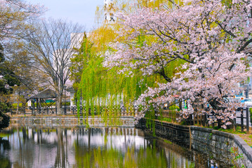 土浦城の桜