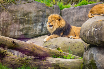 Fototapeta na wymiar Male lion on Rock