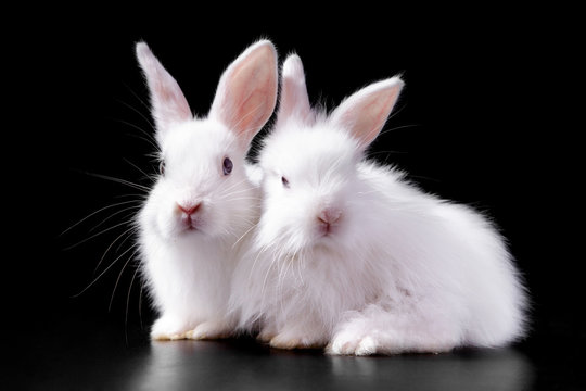A pair of cute tender fluffy snow-white Easter charming rabbits sitting in bright light on a black background