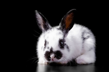 Cute cute little snow-white Easter rabbit with black spots and ears is photographed on a black background with studio light.