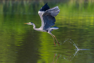gray heron (ardea cinerea) taking-off from water with spread wings