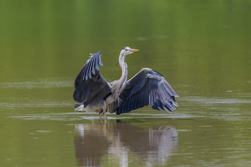 gray heron (ardea cinerea) standing in water spreading wings