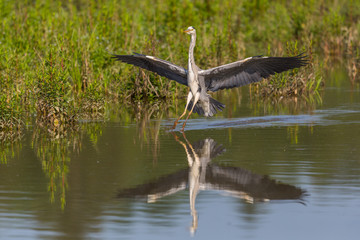 mirrored gray heron (ardea cinerea) landing on water at reed shore