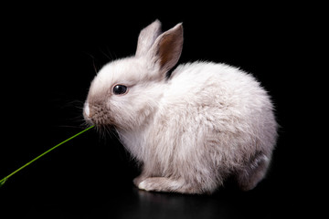 Tiny cute funny white easter bunny cub eating green grass on black background