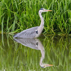 close-up mirrored gray heron (ardea cinerea) standing in water