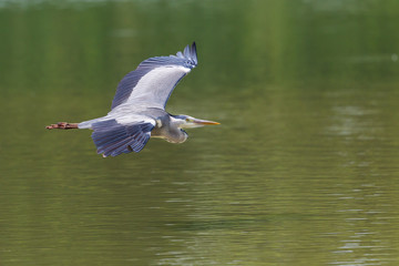 close-up gray heron (ardea cinerea) with spread wings in flight over water