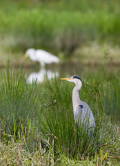 gray heron (ardea cinerea) standing in front of white egret (egretta alba)